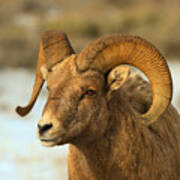 Elk Refuge Bighorn Ram Art Print