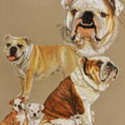 English Bulldog Drawing by Barbara Keith