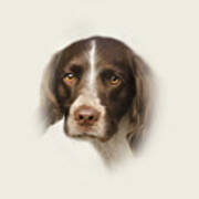 English Springer Spaniel Art Print