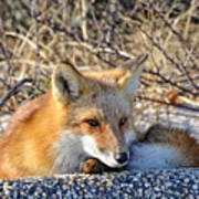 Enjoying The Sun Art Print