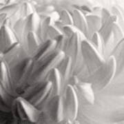Ethereal Chrysanthemum Art Print