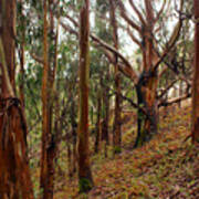 Eucalyptus Grove In California Art Print