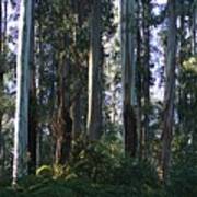 Eucalyptus Trees And Beautiful Ferns Art Print