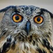 Eurasian Eagle Owl Art Print