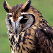 Eurasian Striped  Owl Art Print