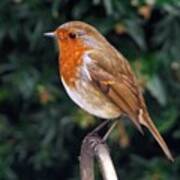 European Robin Erithacus Rubecula Art Print