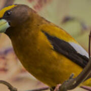 Evening Grosbeak Art Print