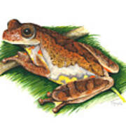 Executioner Treefrog Art Print