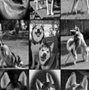 Expressive Siberian Huskies Collage C4517 Art Print