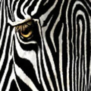 Eye Of A Zebra Art Print