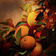 Fall Apples A Living Still Life Art Print