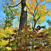 Fall Color Canopy In Ryerson Woods Art Print