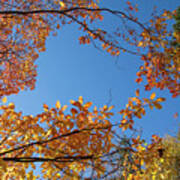 Fall Colors In Hoyt Arboretum Art Print