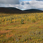 Fall Colors In Tundra Art Print