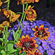 Fall Gardens Black-eyed Susans And Asters 4 Art Print