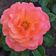 Fall Gardens Full Bloom Harvest Rose Art Print