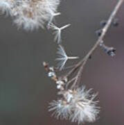 Fall - Macro Art Print