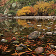 Fallen Leaves Along The River Art Print