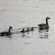 Family Of Canada Geese On The Ohio River Art Print