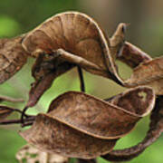 Fantastic Leaf-tail Gecko Uroplatus Art Print