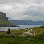 Faroe Islands Horses Art Print