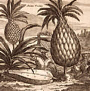 Farming Large Pineapples Art Print