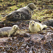 Farne Island Seals Art Print