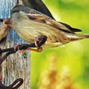 Feeding Baby Sparrows 1 Art Print