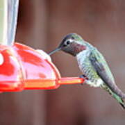 Feeding Hummingbird Art Print