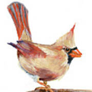 Female Cardinal Art Print