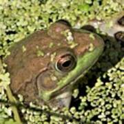 Female Green Frog Art Print