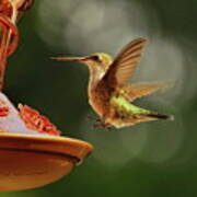 Female Hummingbird Touch Down Art Print
