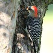 Female Red-bellied Woodpecker Art Print