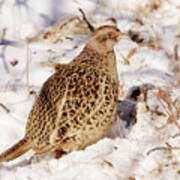 Female Ring Necked Pheasant Art Print