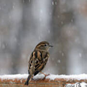 Female Sparrow In Snow Art Print