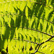 Ferns In Sunlight Art Print