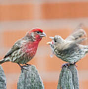 Feuding Finches Art Print