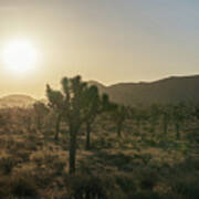 Field Of Joshua Trees Art Print