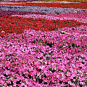 Field Of Petunia Flowers Gilroy California Art Print