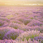 Fields Of Lavender Art Print