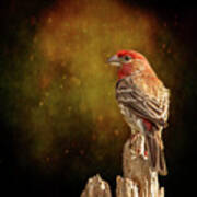 Finch From The Back Art Print