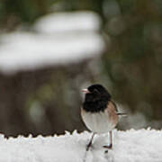 Dark-eyed Junco Art Print