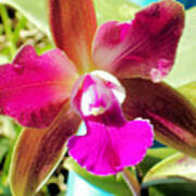 Beautiful Lavendar Orchid Art Print