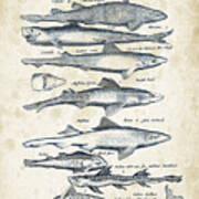 Fish Species Historiae Naturalis 08 - 1657 - 08 Art Print