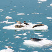 Five Habor Seals On Ice Flows Art Print