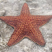 Five Star Fish Photograph by B Knapp - Fine Art America