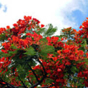 Flamboyant Red Flowering Tree Art Print
