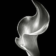Flame Calla Lily In Black And White Art Print