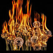 Flaming Dandelions Art Print