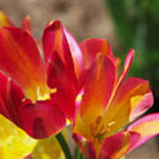 Flaming Tulips Art Print